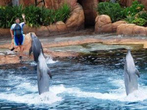 Танцующие дельфины фото